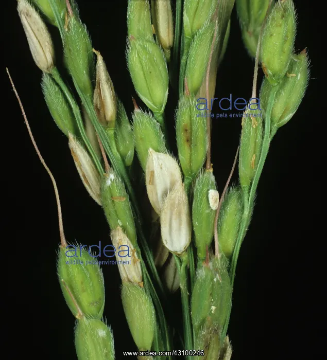 : Sheath blight (Rhizoctonia solani) on rice : Sheath blight (Rhizoctonia solani) on rice