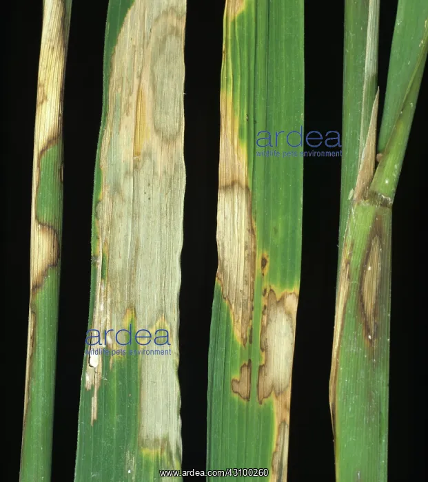 : Sheath blight (Rhizoctonias solani) : Sheath blight (Rhizoctonias solani)