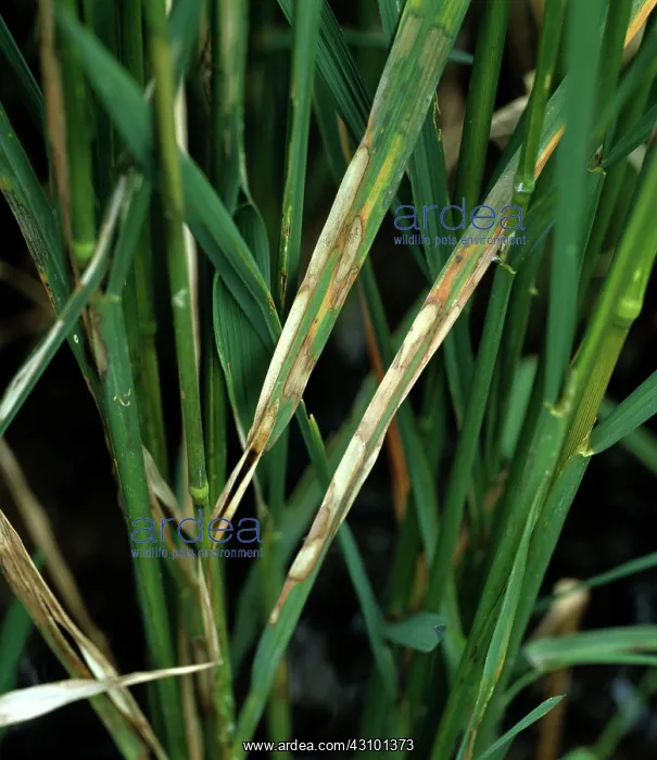 : Sheath blight on rice : Sheath blight on rice