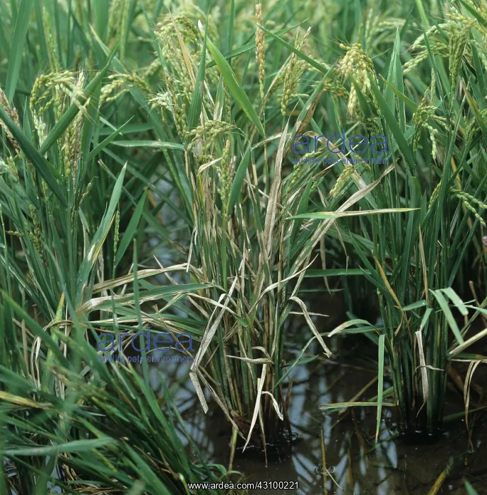 : Sheath blight on rice crop : Sheath blight on rice crop