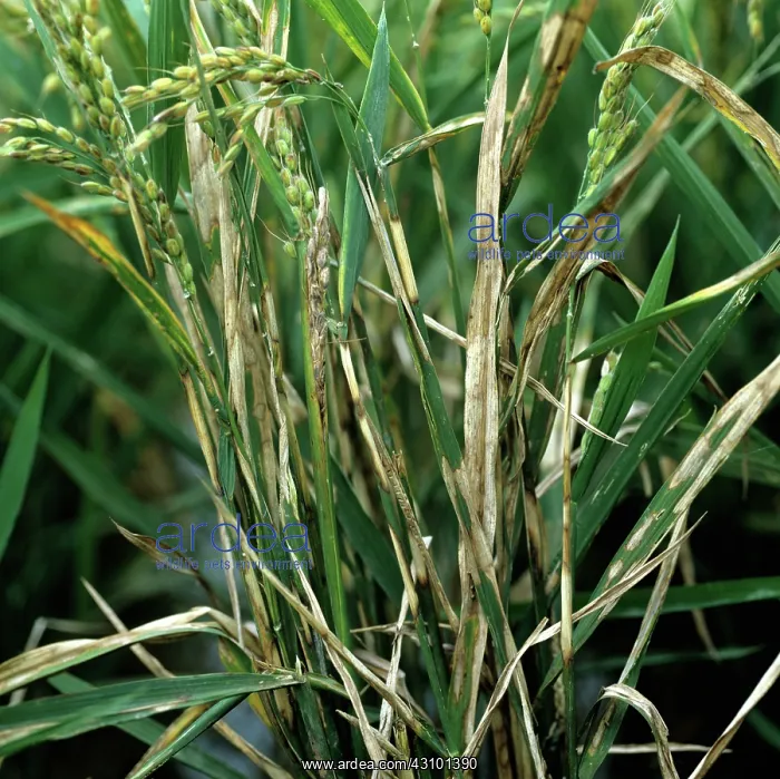 : Sheath blight on rice plants : Sheath blight on rice plants