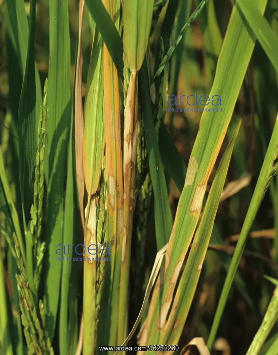 : Sheath blight on rice plants : Sheath blight on rice plants
