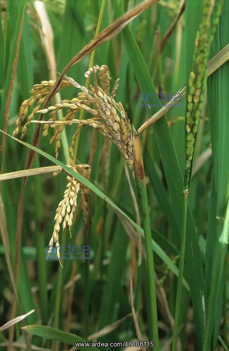: Sheath rot infected flag leaf : Sheath rot infected flag leaf