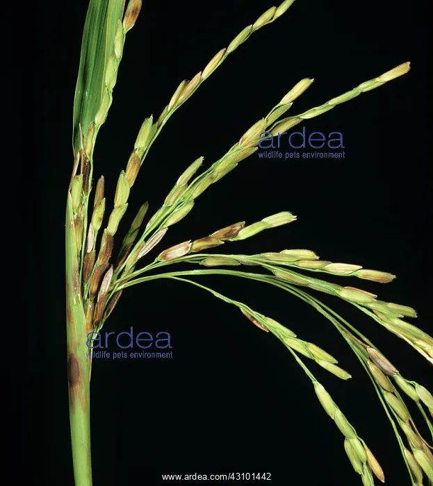 : Sheath Rot of Rice : Sheath Rot of Rice