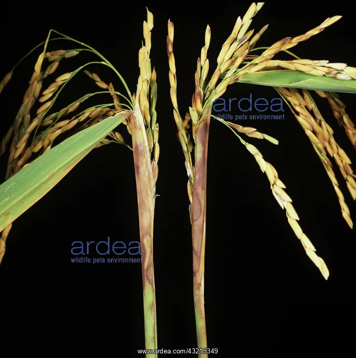 : Sheath Rot on Rice plants : Sheath Rot on Rice plants
