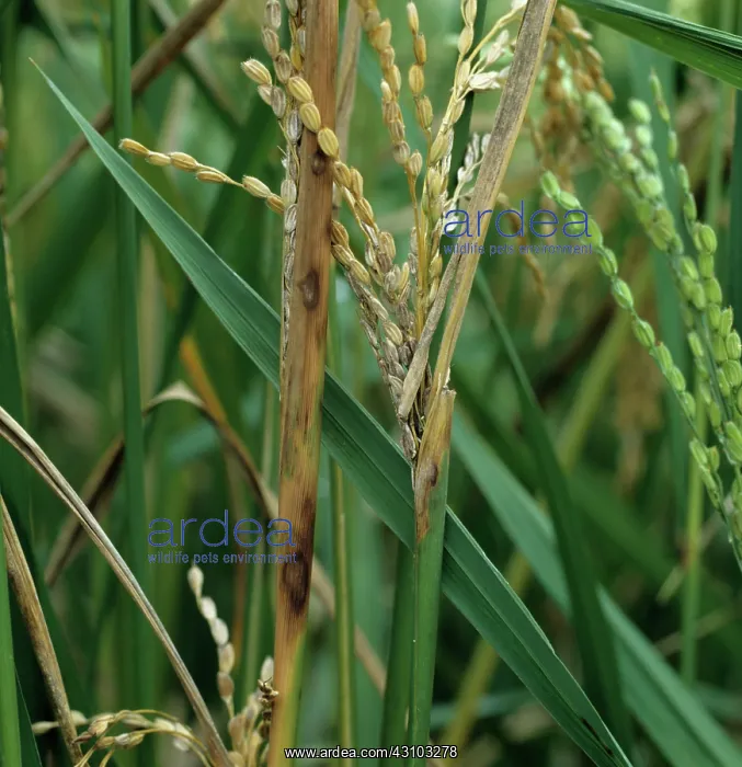 : Sheath rot (Sarocladium oryzae) : Sheath rot (Sarocladium oryzae)