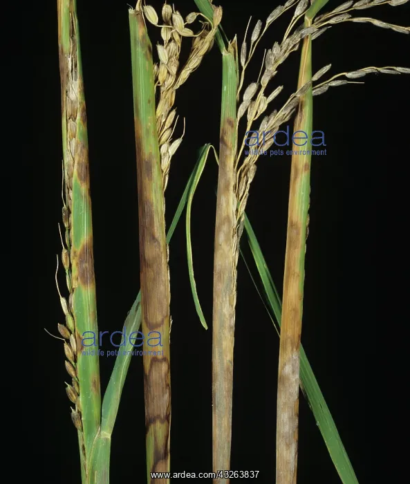 : Sheath rot (Sarocladium oryzae) : Sheath rot (Sarocladium oryzae)