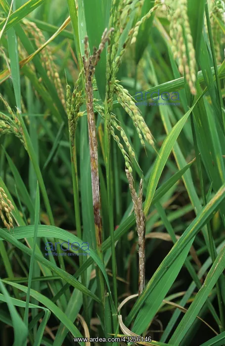 : Sheath rot (Sarocladium oryzae) in rice : Sheath rot (Sarocladium oryzae) in rice
