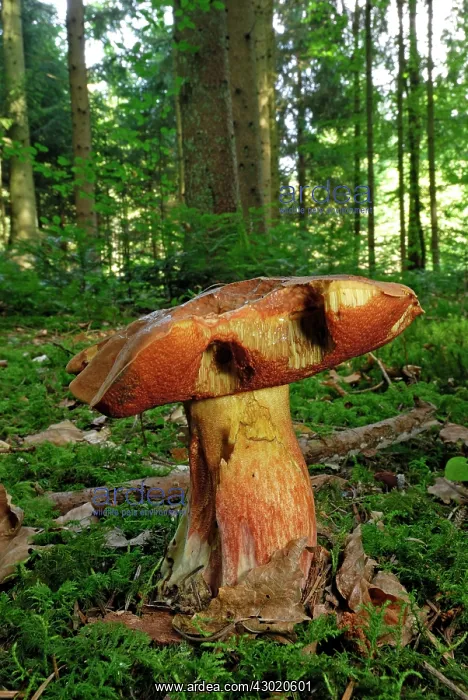 : Sheathed Woodtuft Two Toned Woodtuft : Sheathed Woodtuft Two Toned Woodtuft
