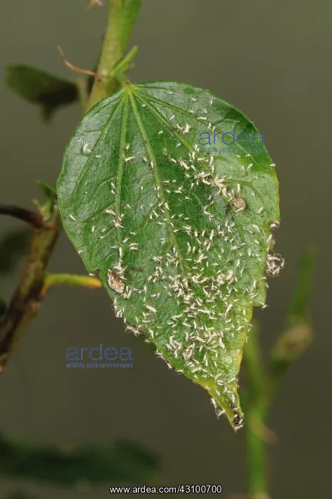: Shed Aphid Skins : Shed Aphid Skins