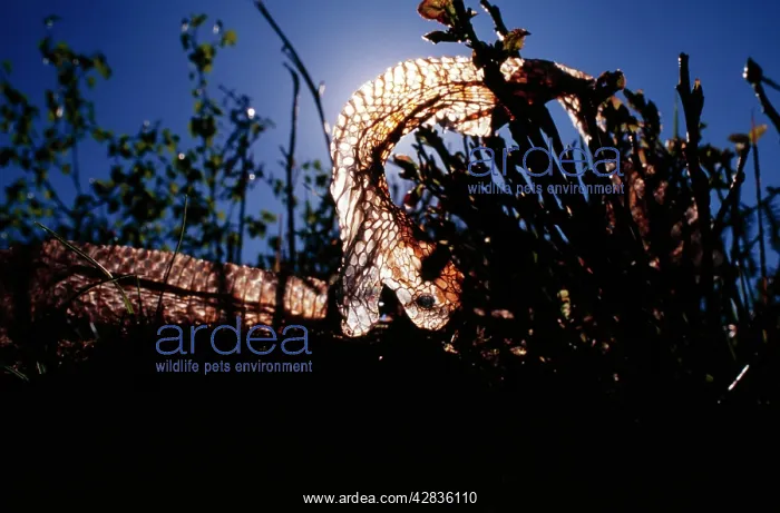 : Shed skin of European ADDER