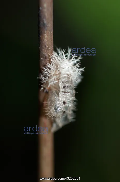 : Shed of Tortoise Beetle larva - Klungkung, Bali : Shed of Tortoise Beetle larva - Klungkung, Bali
