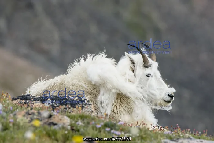 : Shedding Mountain Goat (Oreamnos americanus) on : Shedding Mountain Goat (Oreamnos americanus) on