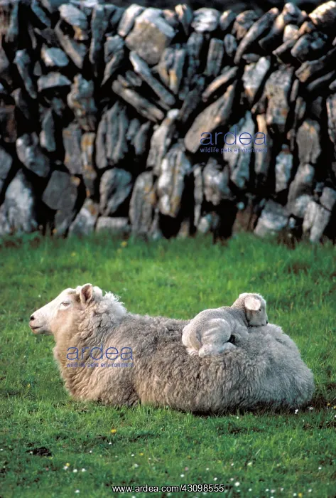 : Sheep : Sheep