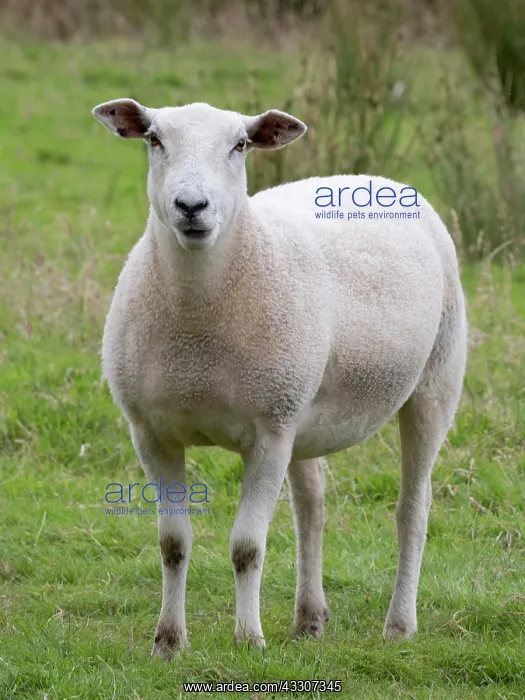  : Sheep
