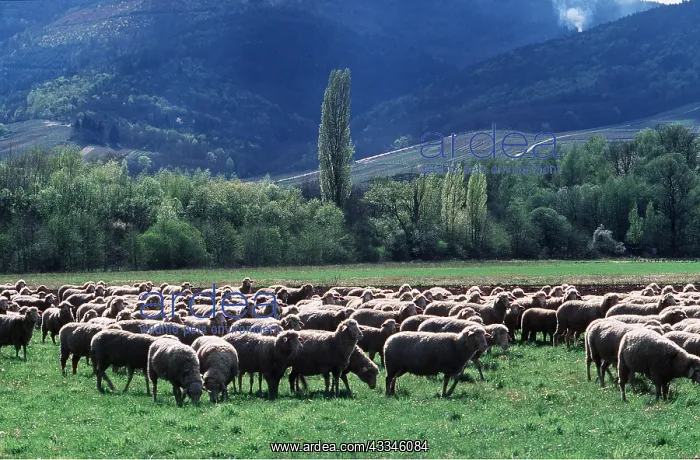 : SHEEP : SHEEP