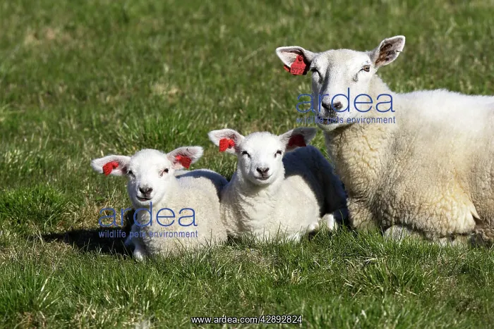 : Sheep - adult and two lambs with tags in ears : Sheep - adult and two lambs with tags in ears