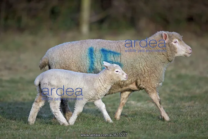 : Sheep - adult with young : Sheep - adult with young