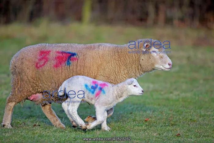 : Sheep - adult with young : Sheep - adult with young