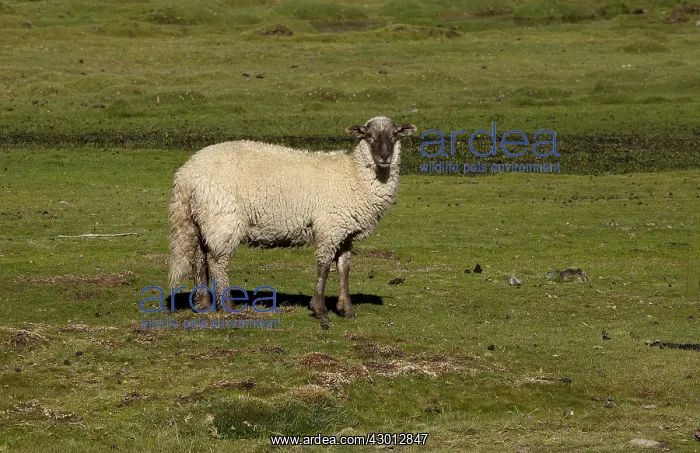 : Sheep - Atacama - Chile : Sheep - Atacama - Chile