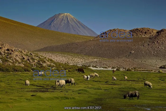 : Sheep - Atacama - Chile : Sheep - Atacama - Chile