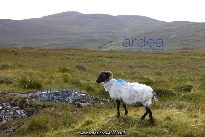  : Sheep with black face painted by his owner Ireland