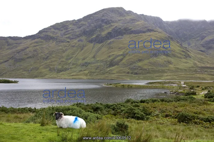 : Sheep with black face painted by his owner Ireland : Sheep with black face painted by his owner Ireland