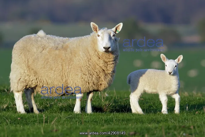 : Sheep, Border Leicester - ewe with lamb on meadow : Sheep, Border Leicester - ewe with lamb on meadow