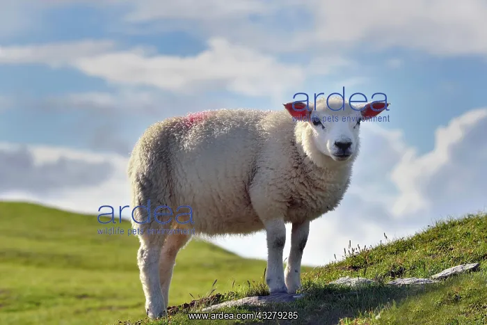 : Sheep on Bray Head, Valentia Island, County Kerry : Sheep on Bray Head, Valentia Island, County Kerry