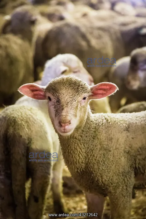  : Sheep breeding, Coussoul de Crau natural reserve