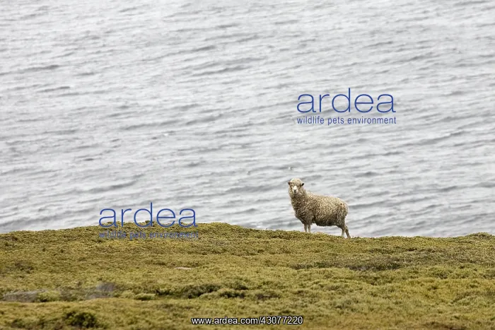 : Sheep breeding free on Saunders island Falkland : Sheep breeding free on Saunders island Falkland