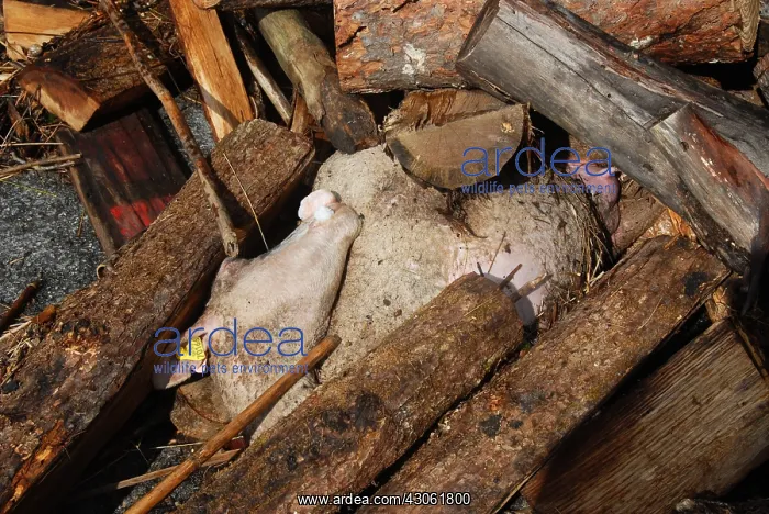 : Sheep carcass after a flood in the Var France : Sheep carcass after a flood in the Var France