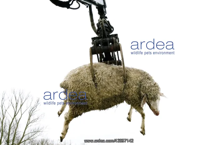 : Sheep carcass loaded into the hopper of the renderer : Sheep carcass loaded into the hopper of the renderer