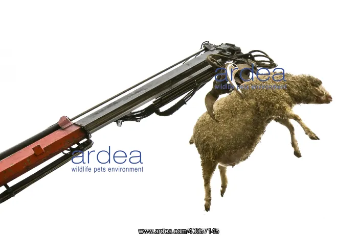 : Sheep carcass loaded into the hopper of the renderer : Sheep carcass loaded into the hopper of the renderer