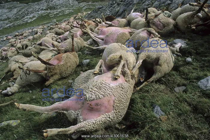 : Sheep carcass after a storm blasted France : Sheep carcass after a storm blasted France