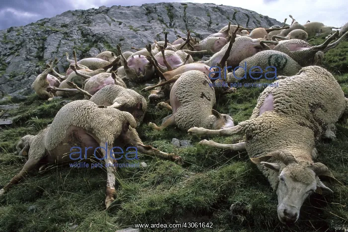 : Sheep carcass after a storm blasted France : Sheep carcass after a storm blasted France