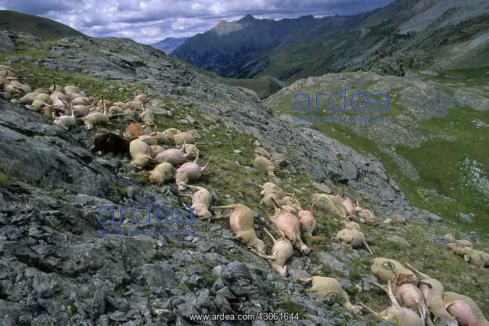  : Sheep carcass after a storm blasted France