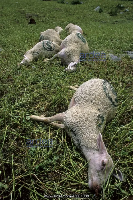 : Sheep carcass after a storm blasted France : Sheep carcass after a storm blasted France