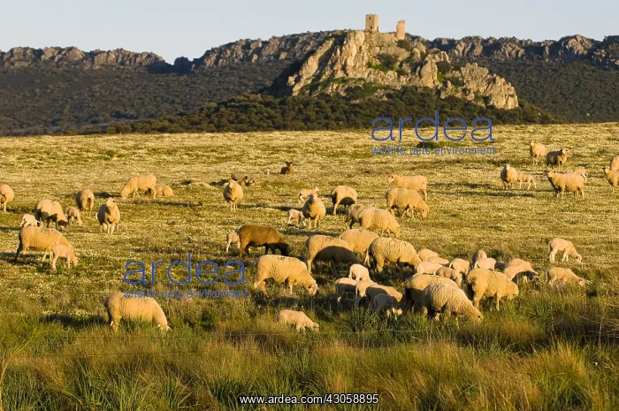 : Sheep and Castle Almorchon Extremadura La Serena : Sheep and Castle Almorchon Extremadura La Serena