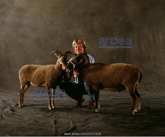  : SHEEP - Castlemilk Moorit Rams, and owner