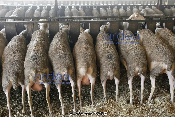 : Sheep at cattle market : Sheep at cattle market