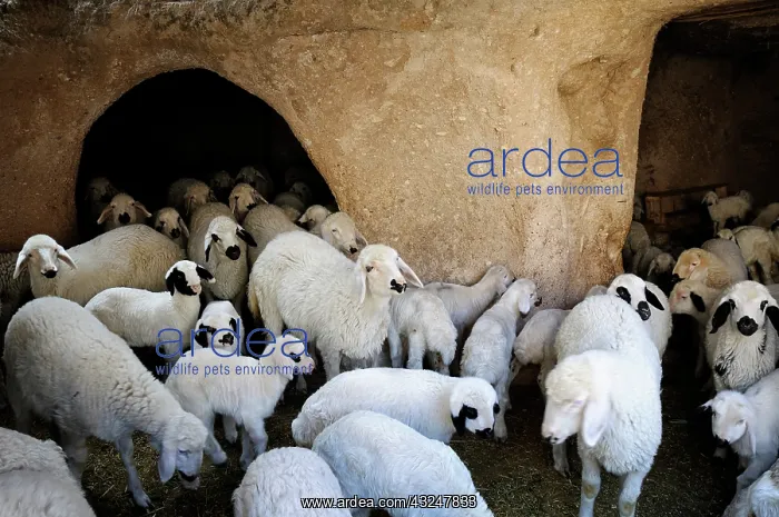 : Sheep in a cave in Uchisar - Cappadocia Turkey : Sheep in a cave in Uchisar - Cappadocia Turkey