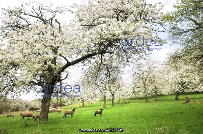 : Sheep under the Cherry blossoms - Northern Vosges France : Sheep under the Cherry blossoms - Northern Vosges France