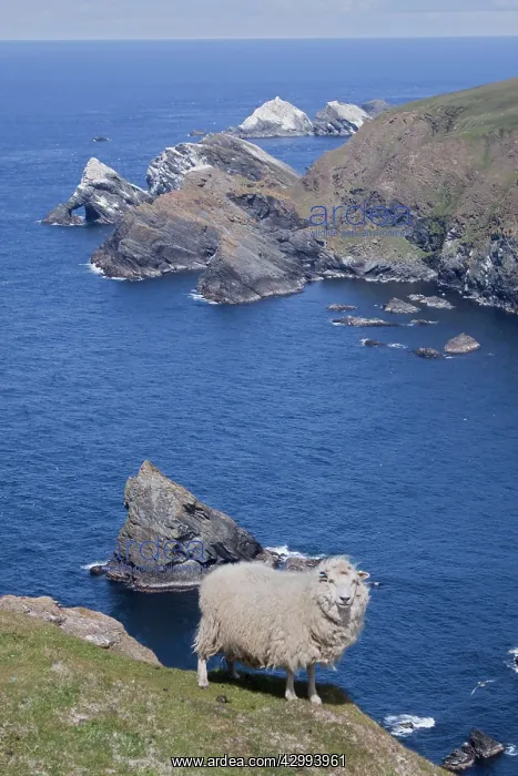 : Sheep - on cliff edge at Hermaness : Sheep - on cliff edge at Hermaness