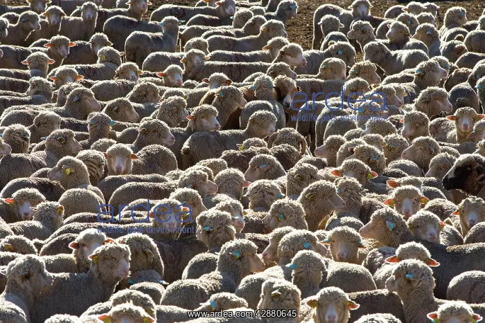  : Sheep - close-up of flock