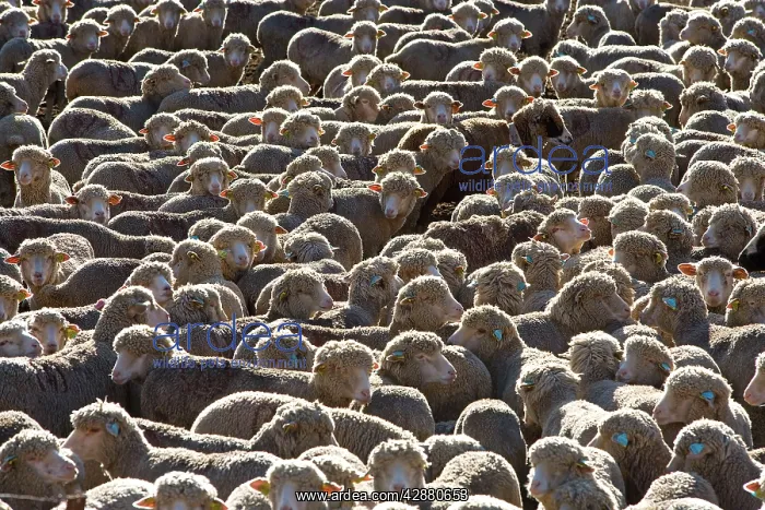  : Sheep - close-up of flock