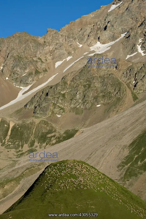 : Sheep on the Col du Lautaret Massif des Ecrins in summer : Sheep on the Col du Lautaret Massif des Ecrins in summer