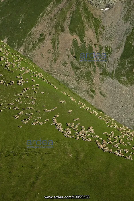 : Sheep on the Col du Lautaret Massif des Ecrins in summer : Sheep on the Col du Lautaret Massif des Ecrins in summer