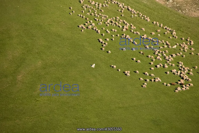 : Sheep on the Col du Lautaret Massif des Ecrins in summer : Sheep on the Col du Lautaret Massif des Ecrins in summer