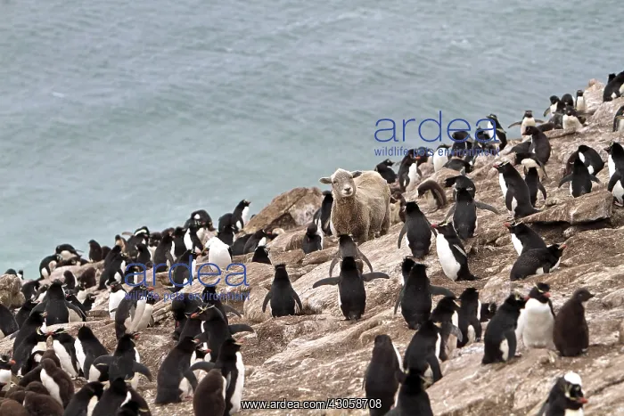 : Sheep in a colony of Rockhopper Penguins Falkland Islands : Sheep in a colony of Rockhopper Penguins Falkland Islands